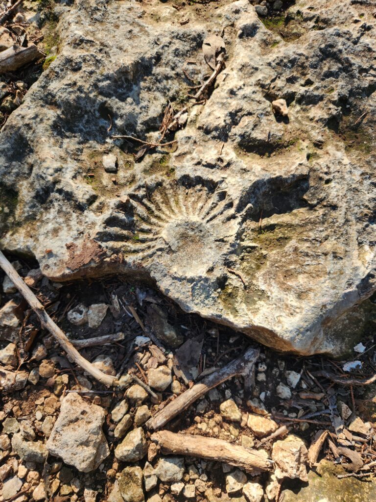 amonite cleburne sp