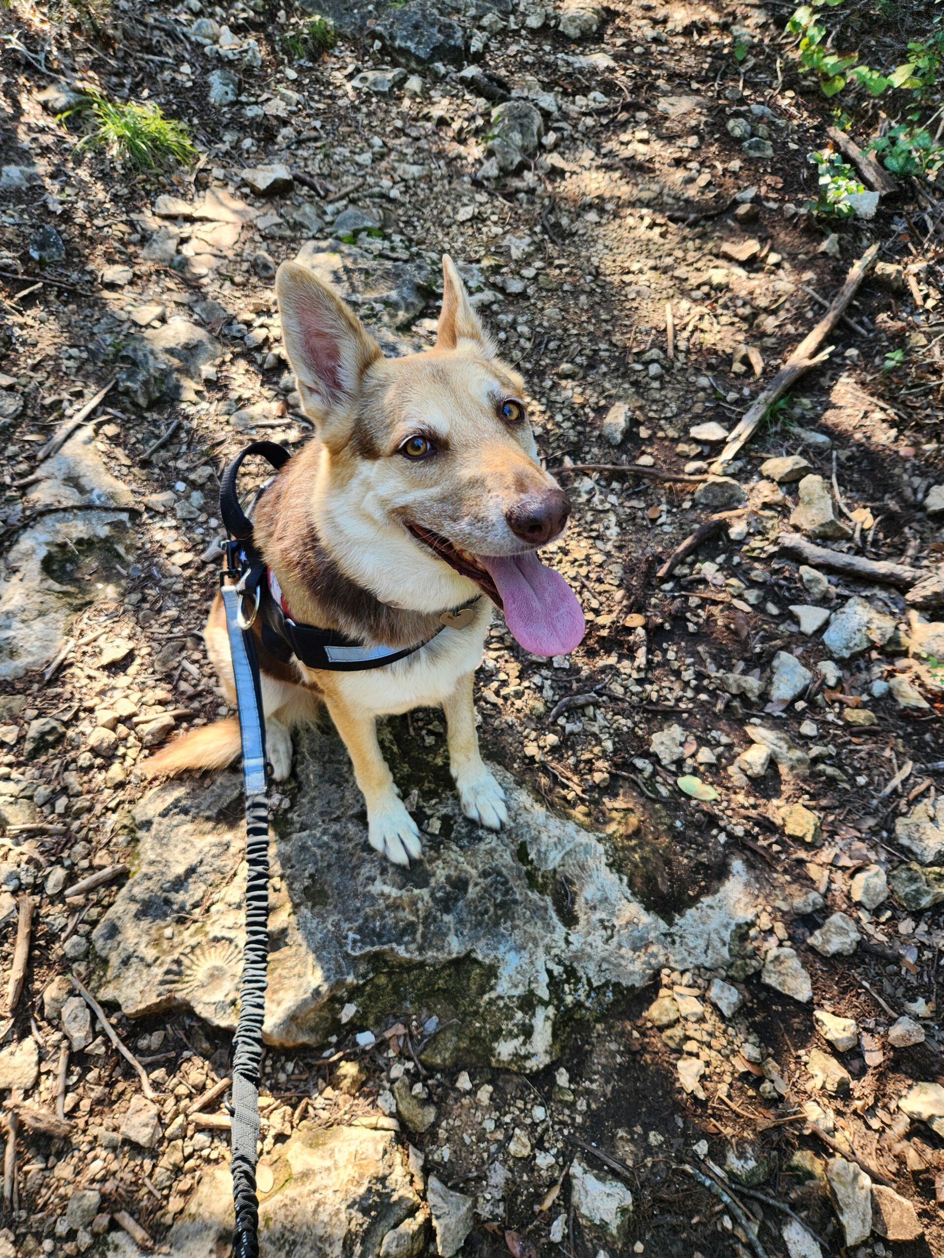 Trail running with Queenie